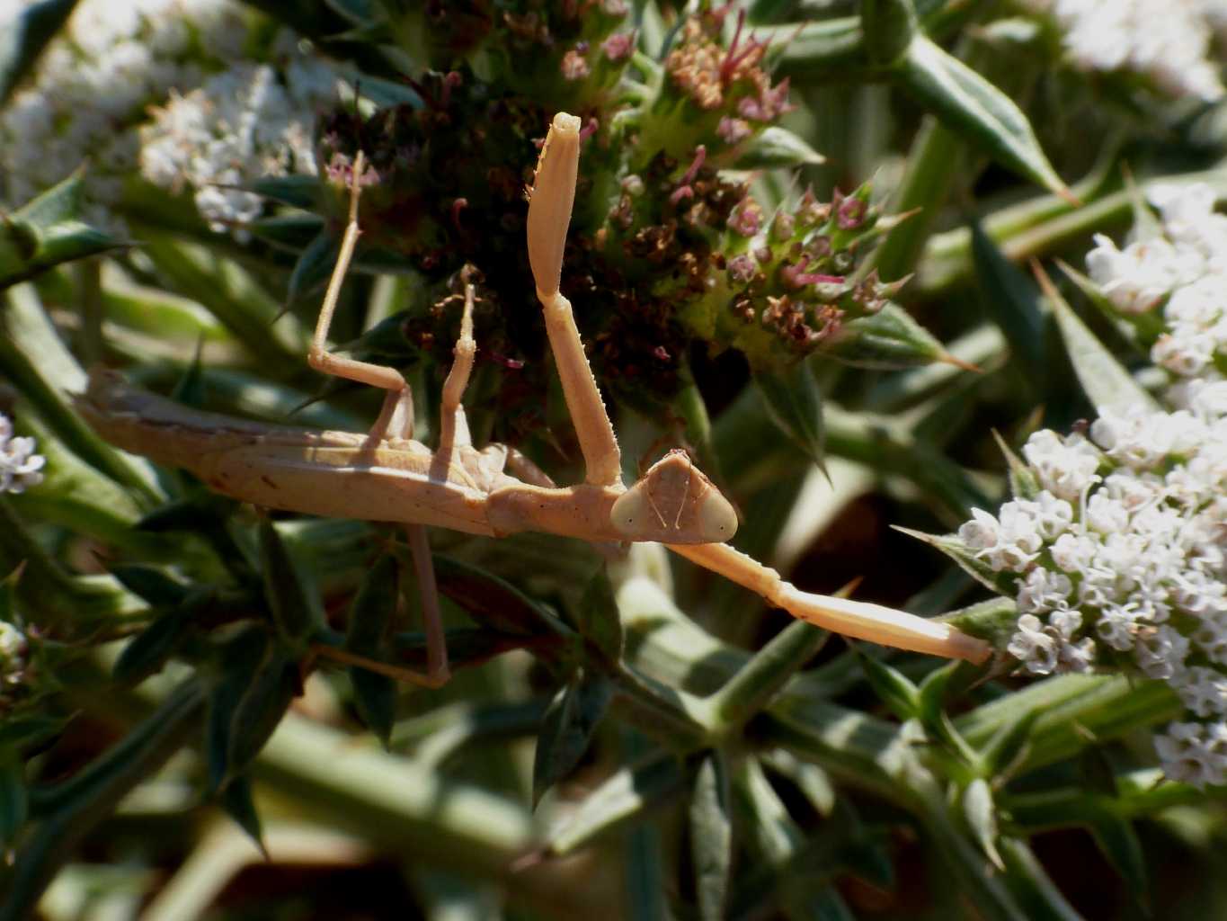 Iris oratoria